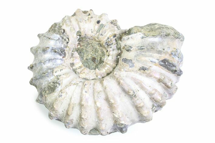 Bumpy Ammonite (Douvilleiceras) Fossil - Purple Iridescence #361218